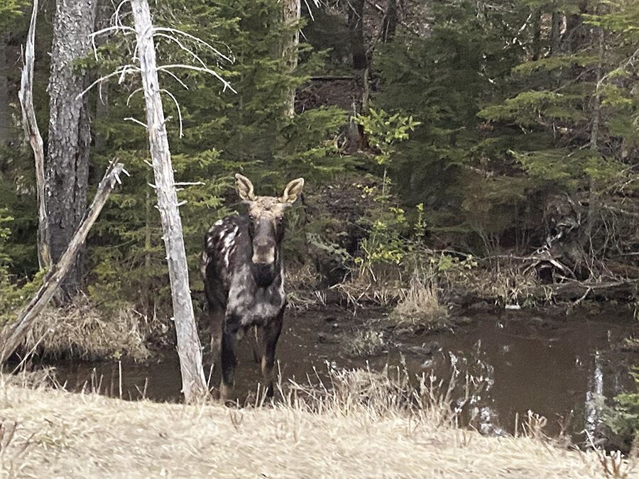 Spring brake time for moose as they hit the roads